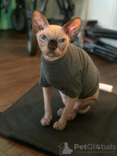 Photo №2 to announcement № 82417 for the sale of sphynx cat - buy in United States private announcement