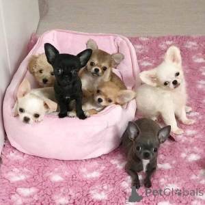 Photo №1. chihuahua - for sale in the city of Milan | negotiated | Announcement № 178377