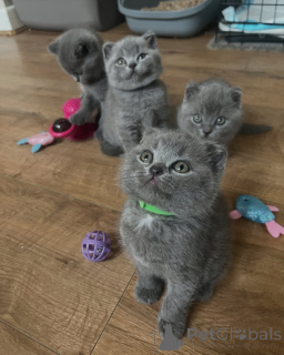 Photo №1. british shorthair - for sale in the city of Augustdorf | negotiated | Announcement № 158816