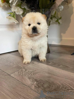 Additional photos: Beautiful Chow Chow puppies