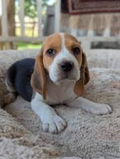 Photo №3. Beagle puppies for sale. United Kingdom