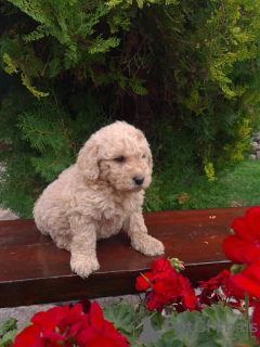 Photo №2 to announcement № 74953 for the sale of labradoodle - buy in Serbia breeder