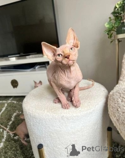 Photo №1. sphynx cat - for sale in the city of Badgastein | 361$ | Announcement № 171013