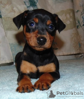 Photo №1. miniature pinscher - for sale in the city of Berlin | Is free | Announcement № 126290