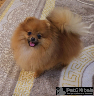 Photo №3. Pomeranian miniature spitz puppies. Serbia