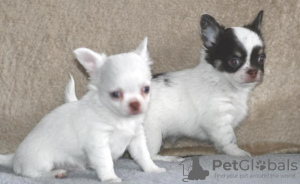 Photo №2 to announcement № 84756 for the sale of chihuahua - buy in Estonia private announcement