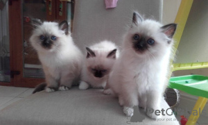 Photo №2 to announcement № 32283 for the sale of ragdoll - buy in Lithuania breeder