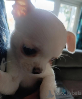 Photo №1. chihuahua - for sale in the city of Bayerbach Bei Ergoldsbach | negotiated | Announcement № 167680