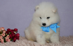 Photo №2 to announcement № 1631 for the sale of samoyed dog - buy in Russian Federation private announcement