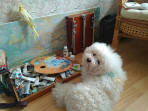 Photo №1. bichon frise - for sale in the city of Minsk | 557$ | Announcement № 1175