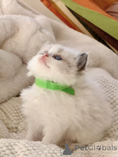 Photo №2 to announcement № 172426 for the sale of ragdoll - buy in Albania breeder