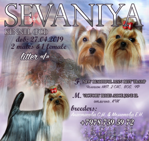 Photo №1. yorkshire terrier - for sale in the city of Sevastopol | 390$ | Announcement № 3848