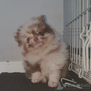 Photo №1. pomeranian - for sale in the city of Dubai | negotiated | Announcement № 35896