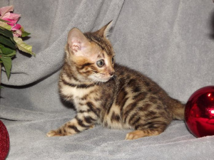 Photo №1. bengal cat - for sale in the city of Dusseldorf | 664$ | Announcement № 728
