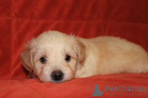 Photo №2 to announcement № 18482 for the sale of havanese dog - buy in Russian Federation private announcement