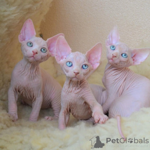 Photo №1. sphynx-katze - for sale in the city of Jüterbog | 361$ | Announcement № 169560