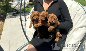 Photo №4. I will sell poodle (toy), poodle (dwarf) in the city of Нови Сад.  - price - negotiated