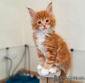 Photo №1. maine coon - for sale in the city of Афины | 264$ | Announcement № 120916