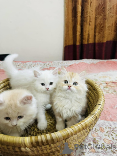 Photo №1. persian cat - for sale in the city of Малага | 329$ | Announcement № 131273