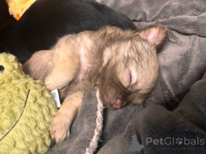 Photo №3. beautiful chihuahua puppies looking for there forever homes. United States