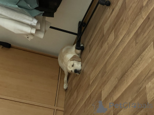 Photo №2 to announcement № 152515 for the sale of cane corso - buy in Czech Republic private announcement