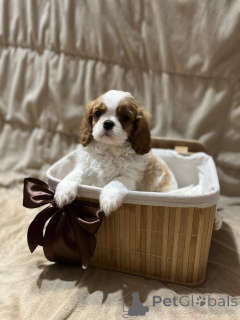 Photo №4. I will sell cavalier king charles spaniel in the city of Inđija. breeder - price - negotiated
