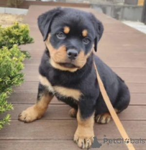 Photo №1. rottweiler - for sale in the city of Antwerp | Is free | Announcement № 165262