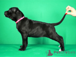 Photo №2 to announcement № 122379 for the sale of cane corso - buy in Serbia breeder