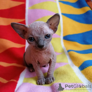 Photo №4. I will sell sphynx cat in the city of Straubing. private announcement, from nursery, breeder - price - 211$