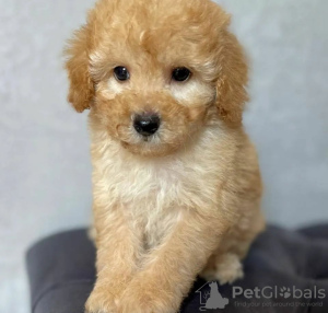 Photo №3. Maltipoo puppies looking for a new home. Germany