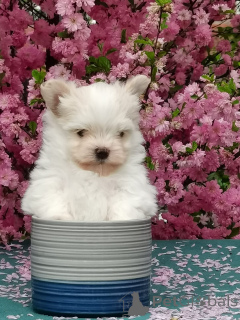 Photo №2 to announcement № 142482 for the sale of maltipu - buy in Russian Federation from nursery, breeder