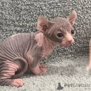 Photo №3. Chatons Sphynx disponibles à la vente.. Belgium