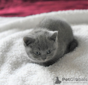 Photo №2 to announcement № 89648 for the sale of british shorthair - buy in United States private announcement, from nursery
