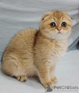 Photo №3. Scottish fold. Moldova