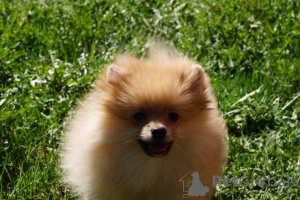 Photo №1. pomeranian - for sale in the city of Москва | 391$ | Announcement № 45917