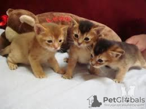 Photo №1. abyssinian cat - for sale in the city of Helsinki | negotiated | Announcement № 88040