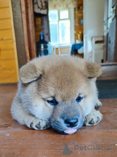 Photo №1. shiba inu - for sale in the city of Moscow river | negotiated | Announcement № 155347