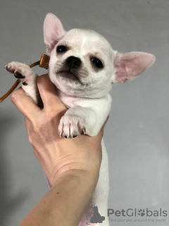 Additional photos: Chihuahua girl