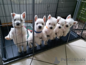 Photo №2 to announcement № 44311 for the sale of west highland white terrier - buy in United States private announcement