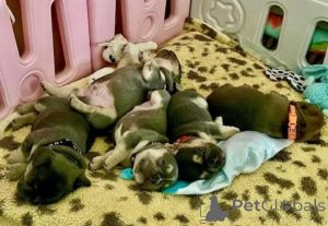 Photo №3. Bezaubernde Französische Bulldoggen-Welpen suchen ihr Zuhause fürs Leben!. Germany