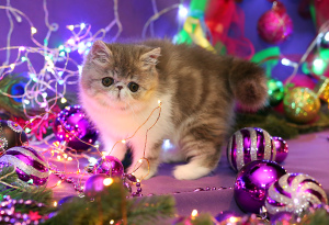 Photo №2 to announcement № 3961 for the sale of exotic shorthair - buy in Russian Federation from nursery