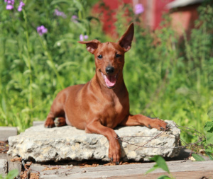 Photo №1. miniature pinscher - for sale in the city of Balakovo | 298$ | Announcement № 2367