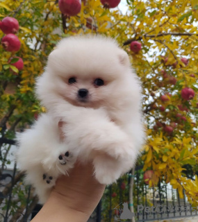 Photo №1. pomeranian - for sale in the city of Балыкесир | 400$ | Announcement № 125010