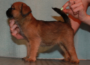 Photo №3. Griffon and Petit-Brabancon puppies of red color are waiting for the best. Russian Federation