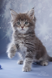 Photo №1. maine coon - for sale in the city of St. Petersburg | negotiated | Announcement № 5518
