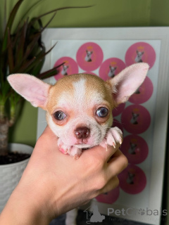 Photo №1. chihuahua - for sale in the city of Helsinki | 516$ | Announcement № 164042