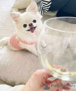 Photo №4. I will sell chihuahua in the city of Barcelona. breeder - price - 329$