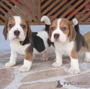 Photo №2 to announcement № 163498 for the sale of  - buy in Ukraine 