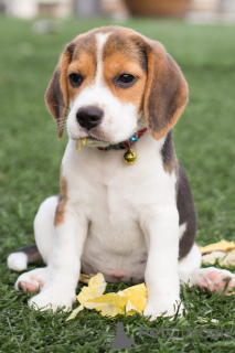 Photo №2 to announcement № 162408 for the sale of beagle - buy in Belgium private announcement, breeder