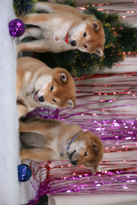 Photo №1. shiba inu - for sale in the city of Vologda | 724$ | Announcement № 4497